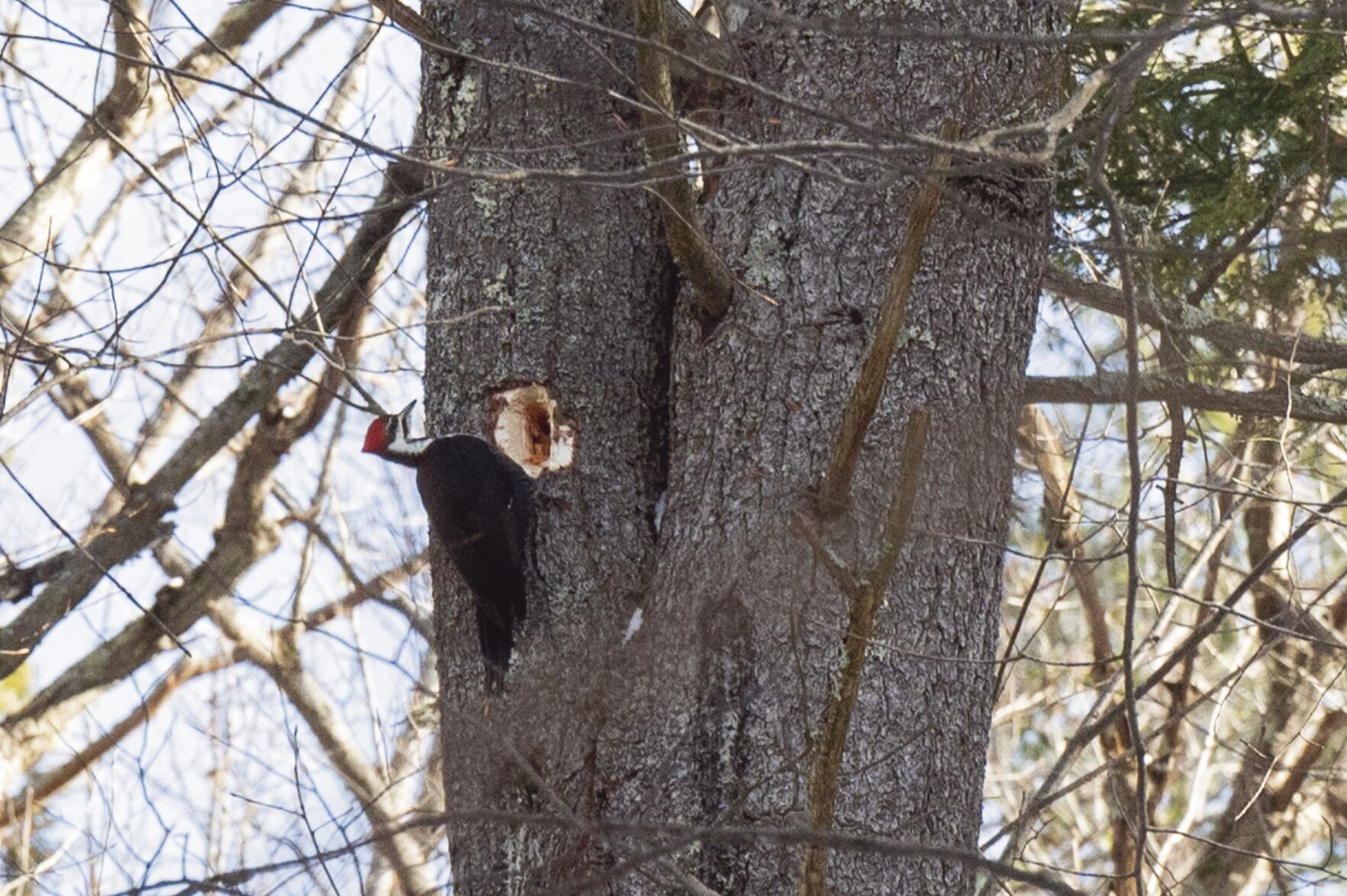Woodpecker